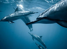 开云体育-老马墓碑刻“感谢足球” 足球：“感谢你跟我一起踢”